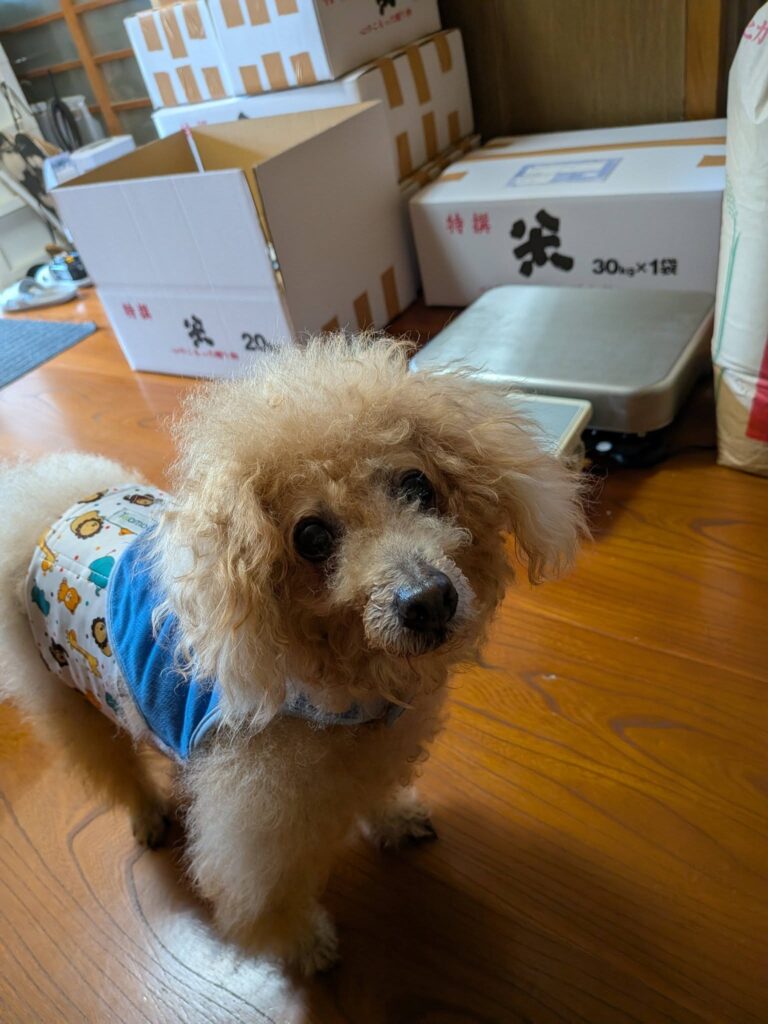『おおのの里®️』2026新米初出荷！！